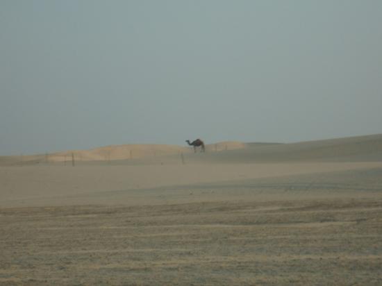 dsc09219-1.jpg