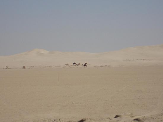 dsc09671-1.jpg