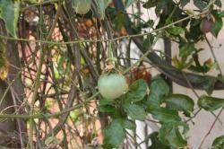Fruit de la passion