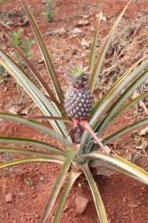 ananas